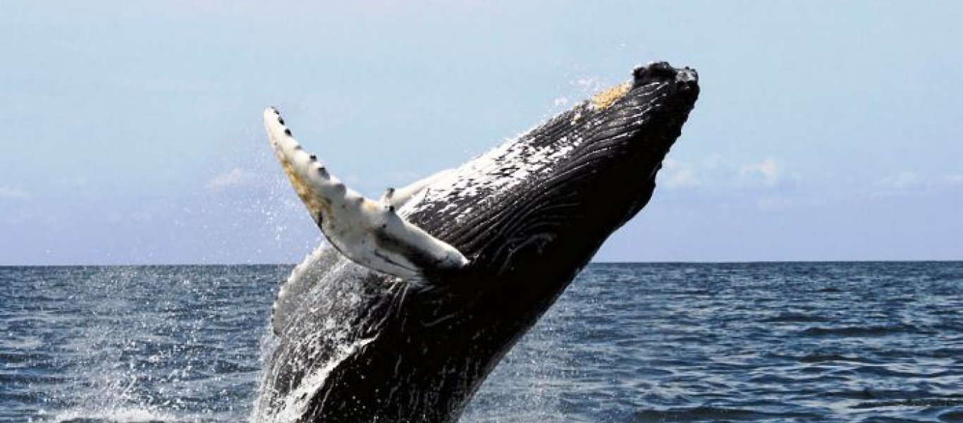 Βίντεο: Μελετώντας τις φάλαινες μέσα στο νερό με υψηλής ευκρίνειας κάμερες